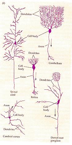 some neuron types