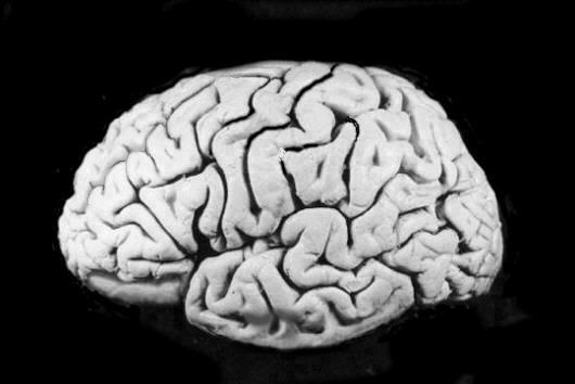 brain cortex